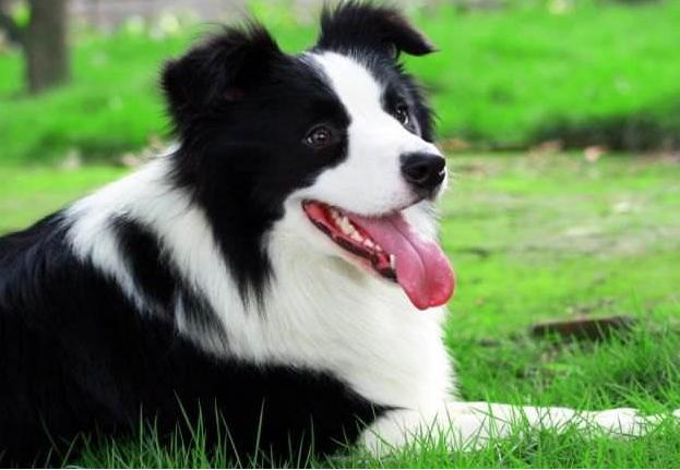 第一次养狗为什么不养大型犬,第一次养狗为什么不建议养边牧