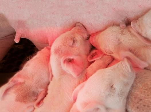 母猪分娩观察在什么时间进行,母猪妊娠检测准吗