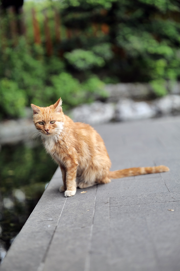 松下lumixspro50mmf1.4,松下lumixs24-105mmf4macro镜头