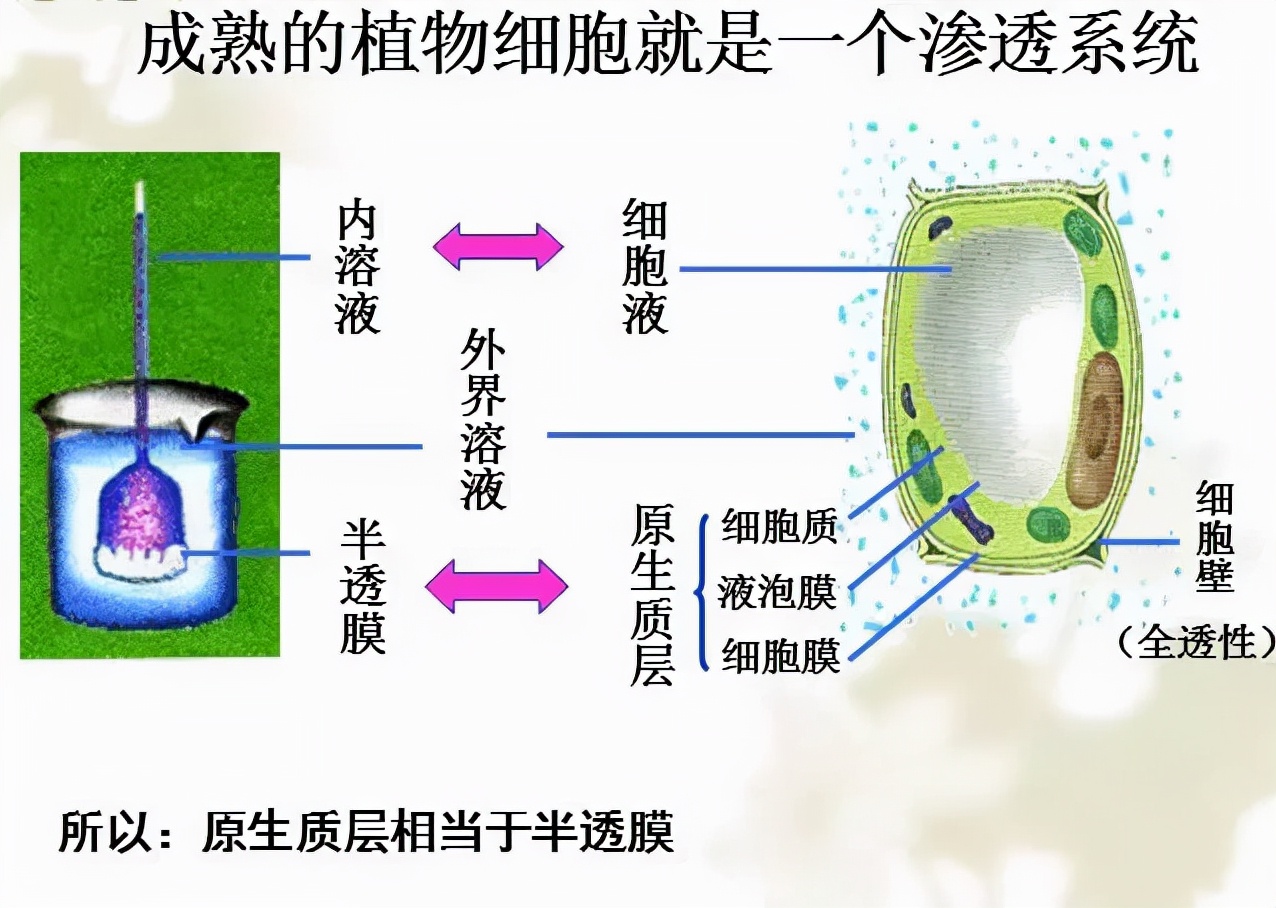 土壤太咸作物遭殃盐渍化咋解决,土壤盐渍化怎么办