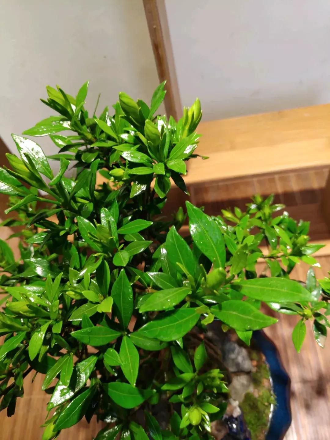 绿萝如何养才能活得更茂盛,养绿萝只需2个技巧