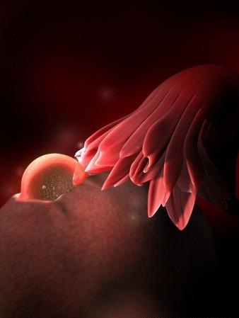 胎儿发育全过程标本,是否能看到胎儿的发育过程