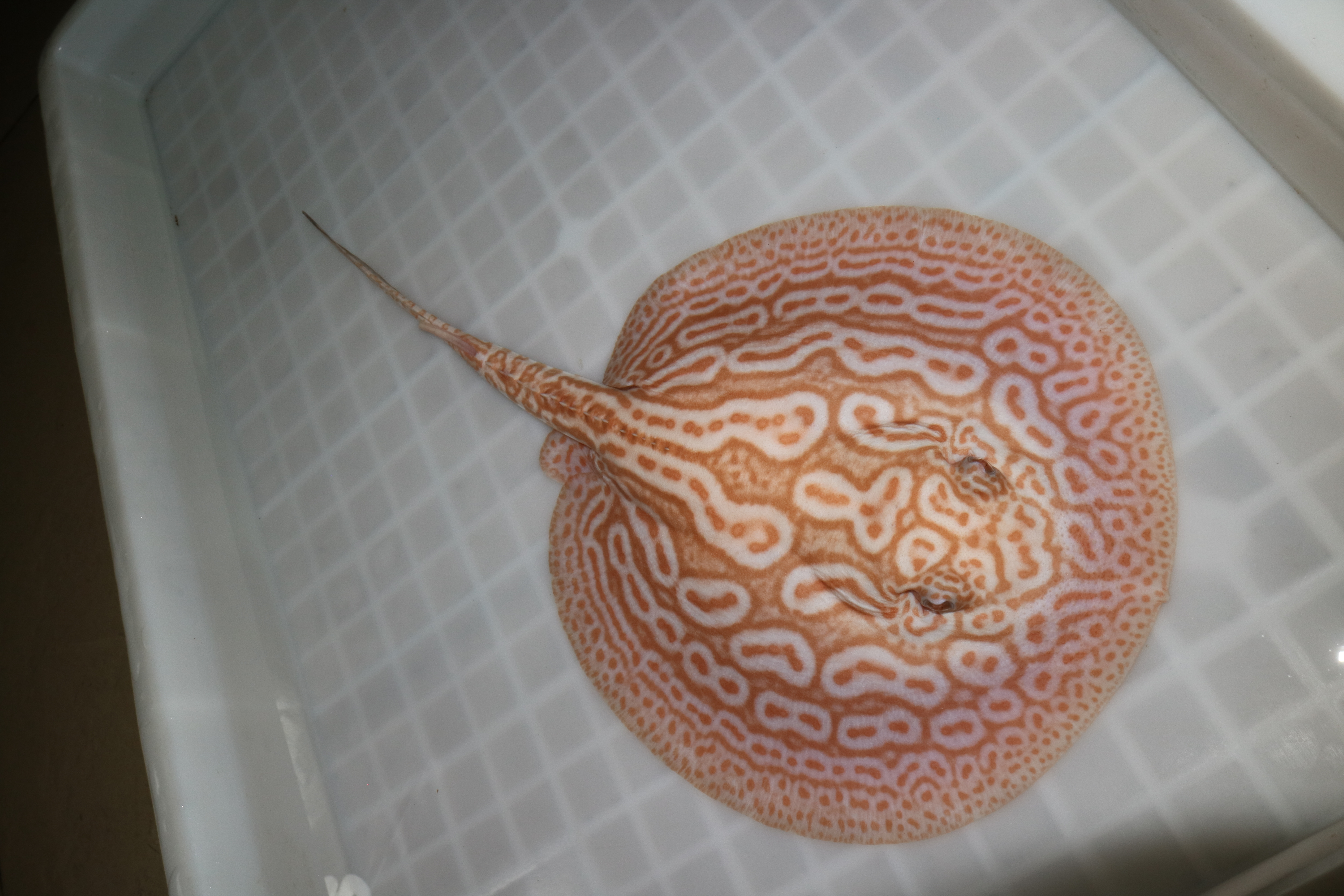 魟鱼苗饲养,魟鱼养鱼日记