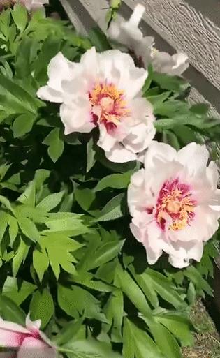 小学生健康用眼方式纠正浅度近视,怎么改善孩子眼睛中度近视