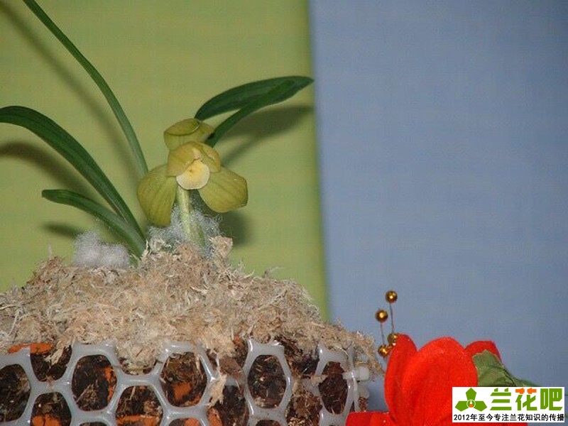 兰花为什么那么高价,高价兰花50种