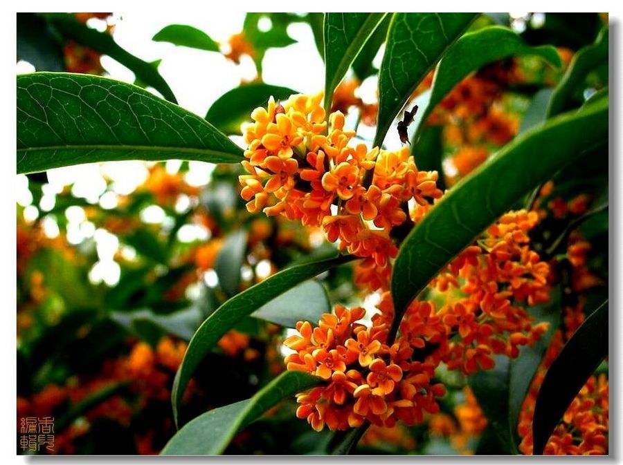 哪种桂花最香最好养,什么桂花最耐寒最好养