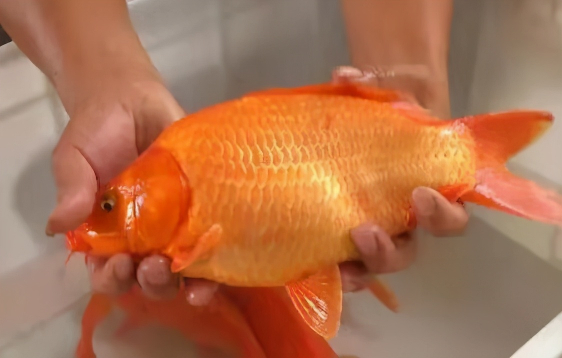 荷包鲤鱼是什么样的,荷包鲤鱼观赏鱼