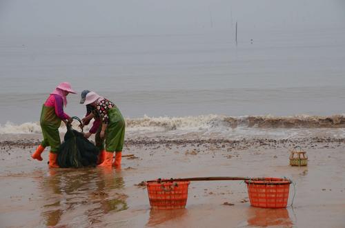 日照绿茶价格表,日照有什么好玩的地方