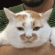 长不大的猫咪都有哪些品种,白色带渐黄短毛猫咪品种大全