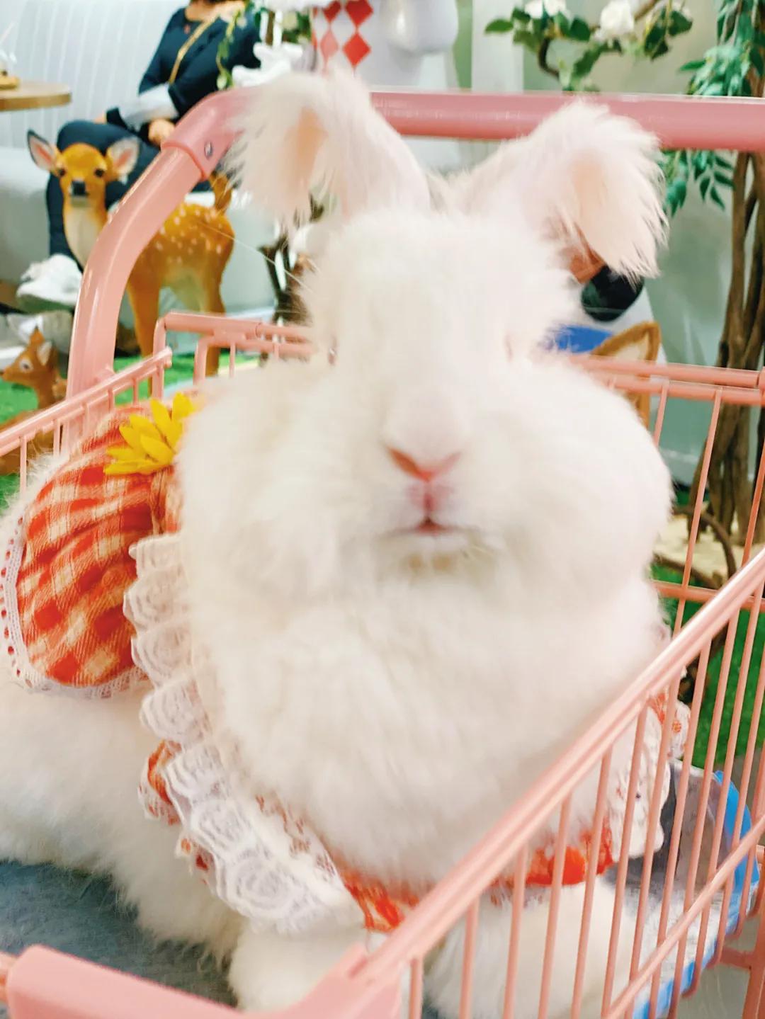 兔子馆三里屯,深圳三里屯兔子馆