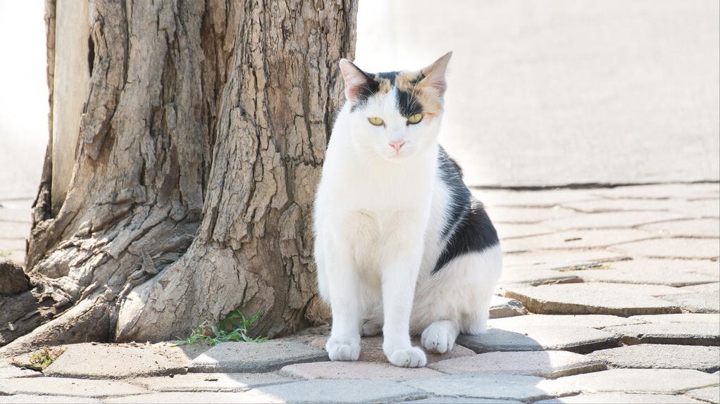 如何正确的选择宠物店,如何选择正规的宠物店