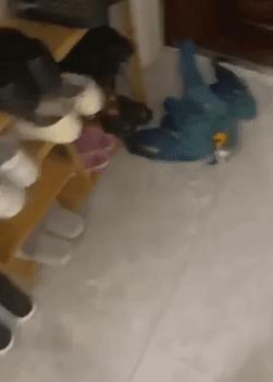 到底什么原因主人对金刚鹦鹉拳打脚踢,竟是金刚鹦鹉大声尖叫