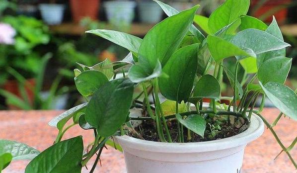 绿萝叶子发黄用营养液还是肥料好,绿萝用了肥料叶子发黄怎么办