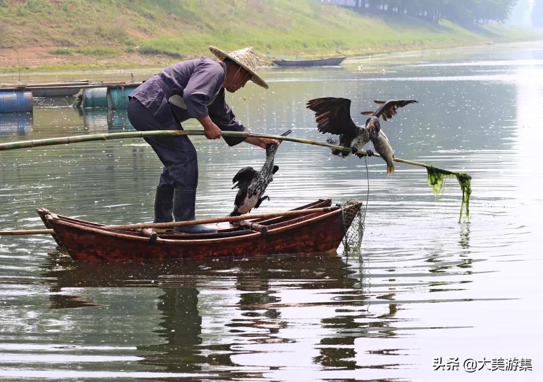 浍沟镇鸬鹚文化节,灵璧鸬鹚捕鱼节