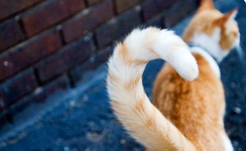 猫咪有不同的肢体动作你能懂它吗 (猫咪各种肢体动作图解)