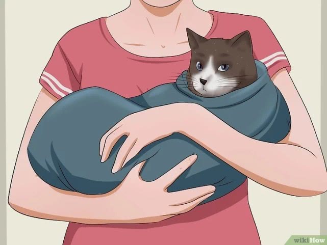 演技爆表!为了不吃药这猫学会了螃蟹的技能