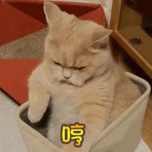 导致猫咪死亡率最高的疾病,猫咪尿道感染是什么原因引起的