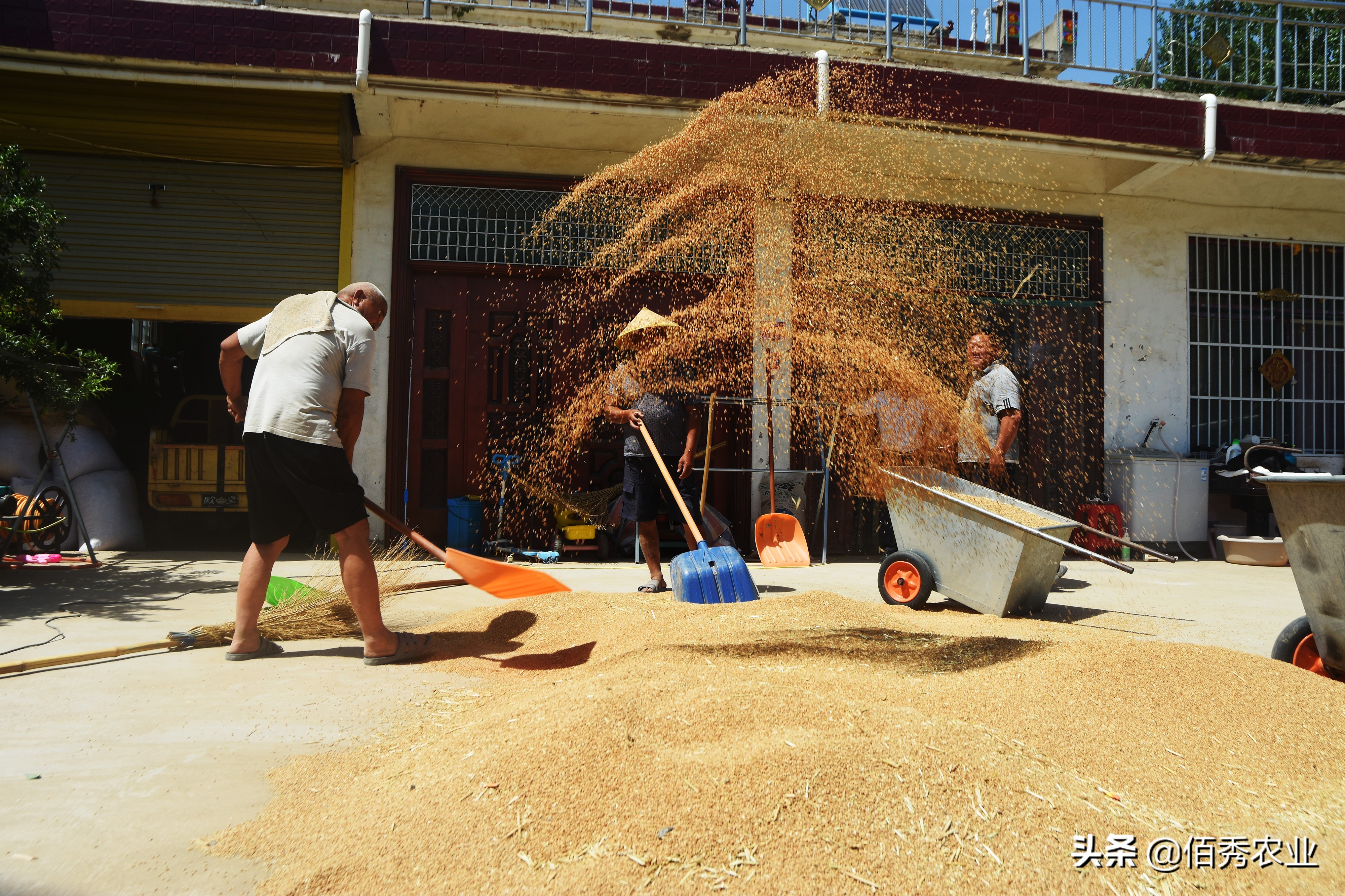 大块地小麦病虫害管理,小麦田间杂草如何防治