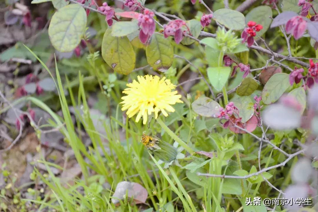 春和景明少年时,古雄小学2021年新生