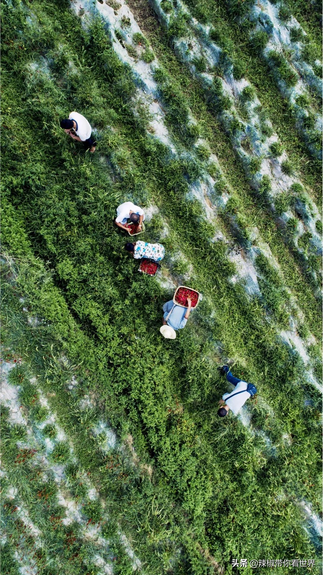 从西到东:贵州——沿河流“黔”行在这里一万种辣椒吃法向你奔来