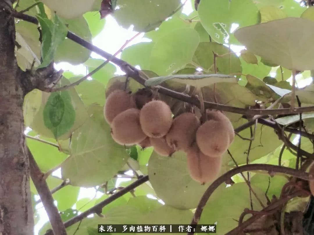 篱笆花开情常在，守你一生不变！