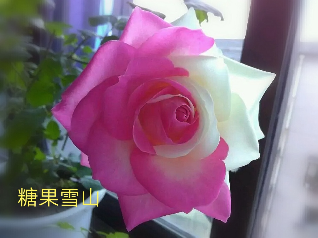 切花火焰月季,适合新手的切花月季