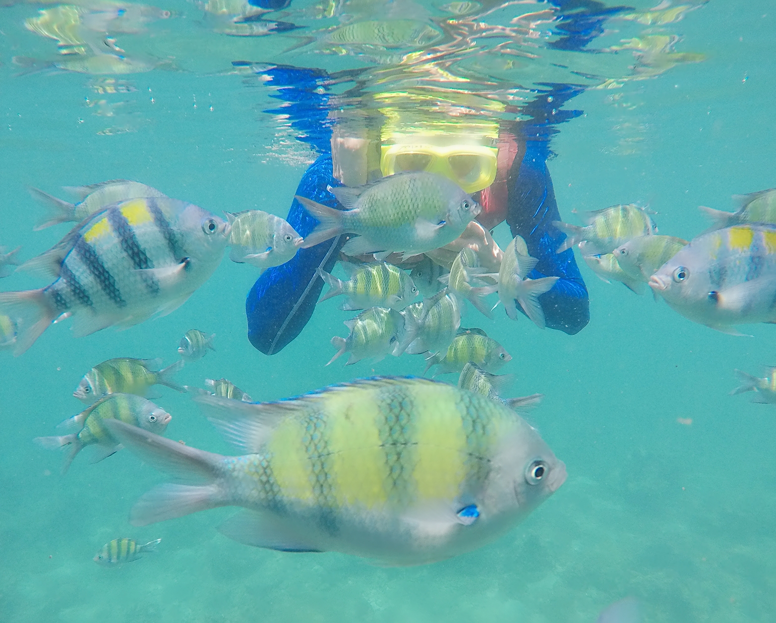 泰国普吉岛斯米兰岛旅游攻略,泰国旅游普吉岛的夏天皮皮岛浮潜