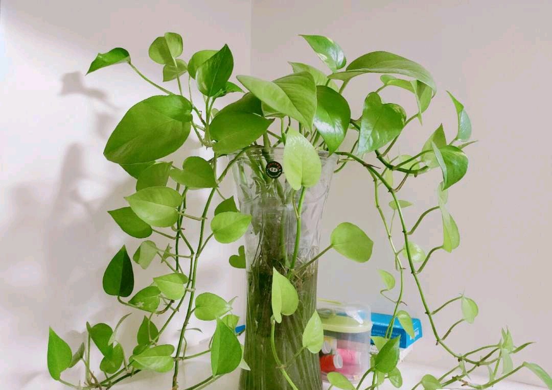 水培富贵竹有黄叶怎么办,水培龟背竹根臭了怎么办