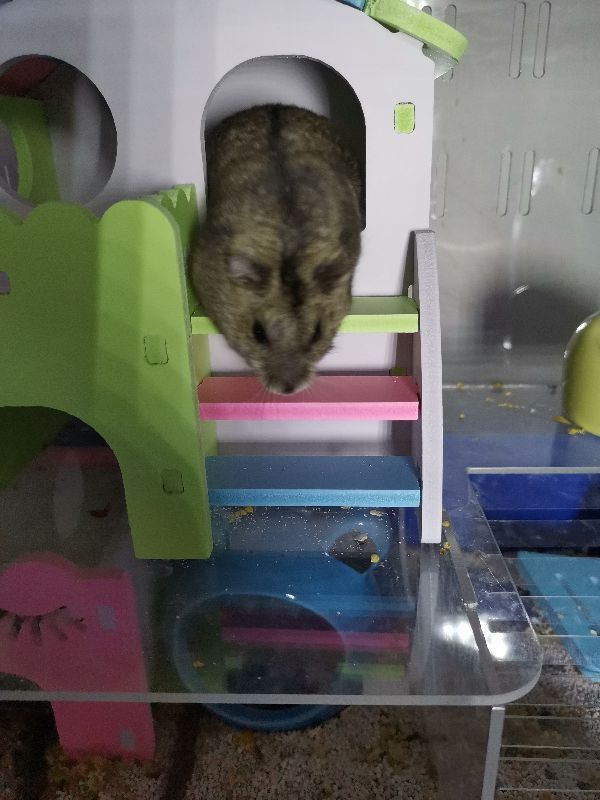 新手养仓鼠基本知识二,新手养仓鼠基本教程