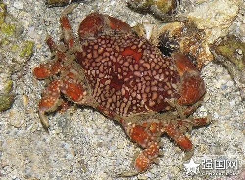 好好的螃蟹，为什么不横着走？来了解一下螃蟹界的“美味”成员