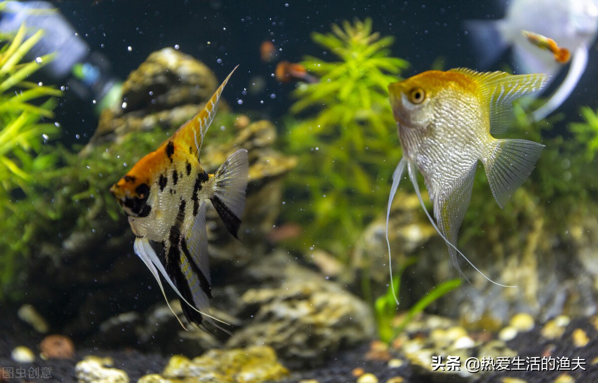 鱼缸换水能一次换全部吗,鱼缸换水可以直接换溪水吗