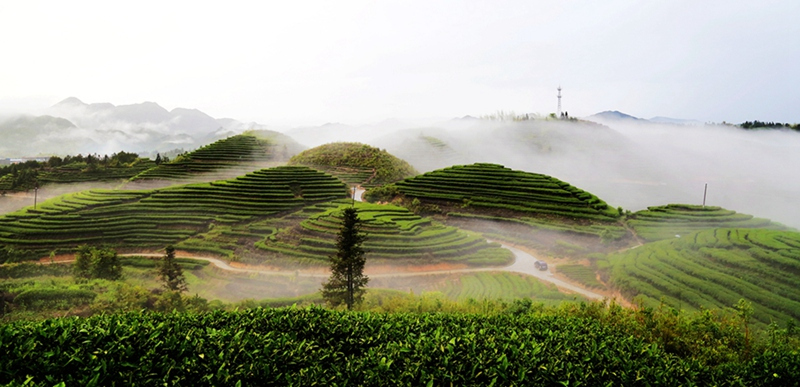 茶叶种类及十大名茶排名图片,茶叶知识大全十大名茶