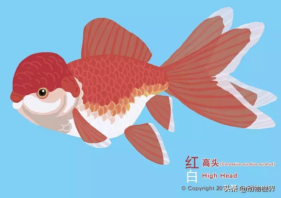 金鱼大体型的品种,金鱼品种介绍之龙睛高头