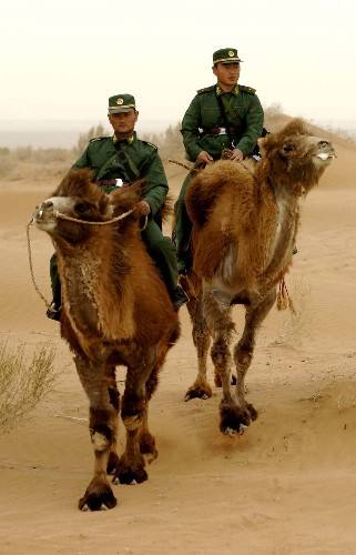 内蒙古阿拉善散养双峰驼,双峰驼是最罕见的动物