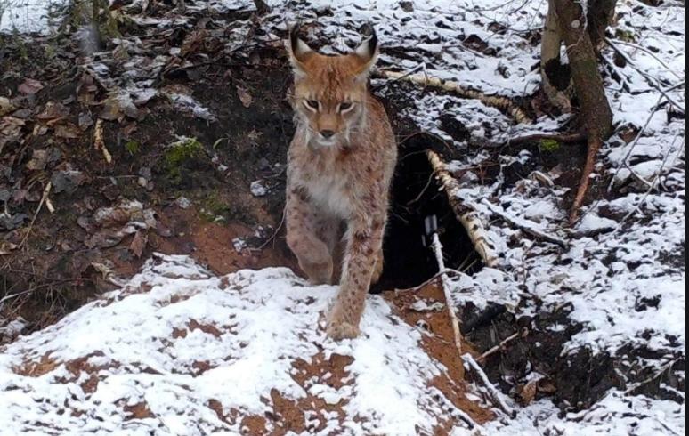 屠狼机器猞猁有多凶猛,猞猁屠狼小能手