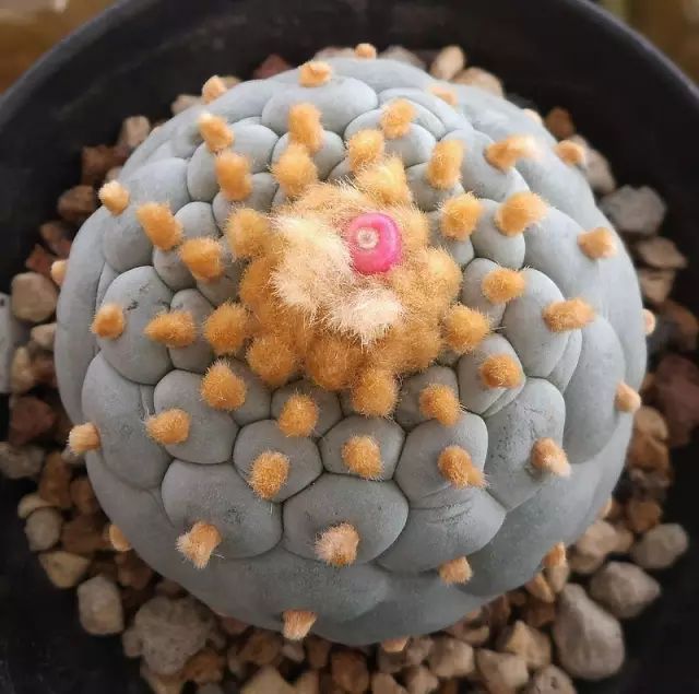 世界上最昂贵的花一朵价值1500万,世界上最高贵的花典雅图文