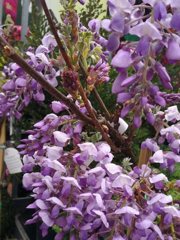 别错过这“天下第一藤”，紫穗悬垂似彩蝶，“芬芳馥郁”小半季