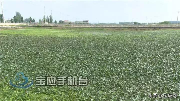 甲鱼养殖生态农场,甲鱼生态养殖视频大全
