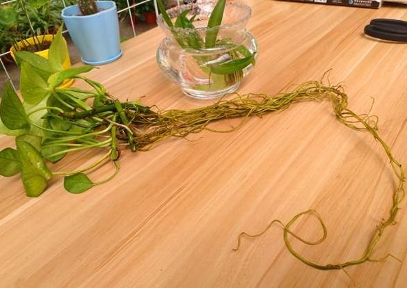 水培绿萝的养殖方法和禁忌,办公室水培绿萝多久换一次水