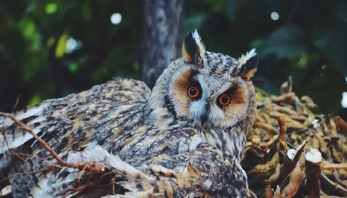 李子柒网红文化,李子柒是抖音最火网红吗