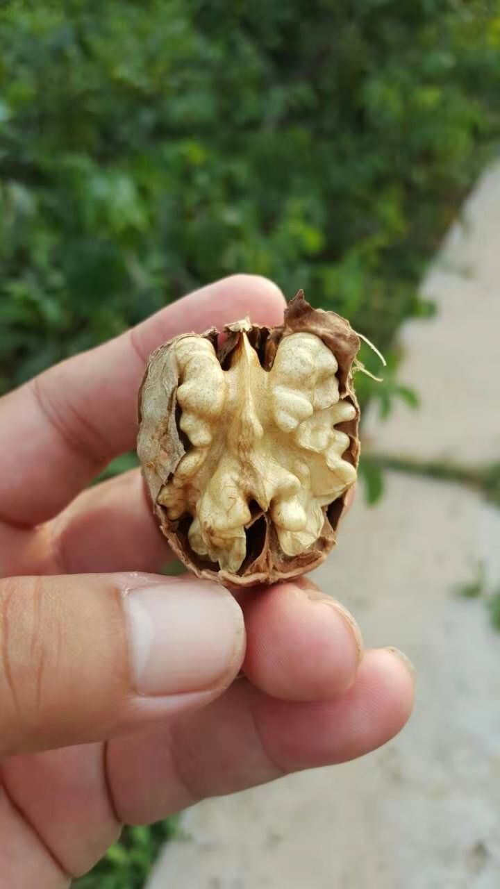 特早熟高产核桃,核桃硒府一号南方种植