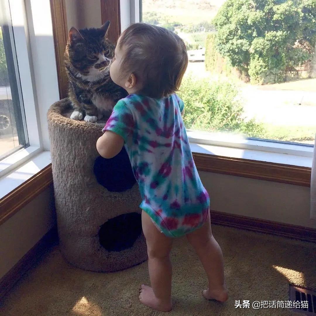 猫兄妹可爱视频,矮脚猫兄妹