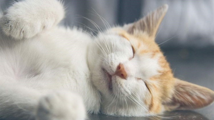 怎么规定猫一日三餐的时间,猫咪的三餐如何分配