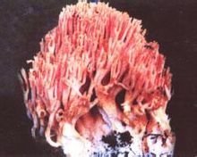 珊瑚菌属于什么科,珊瑚菌到底是什么