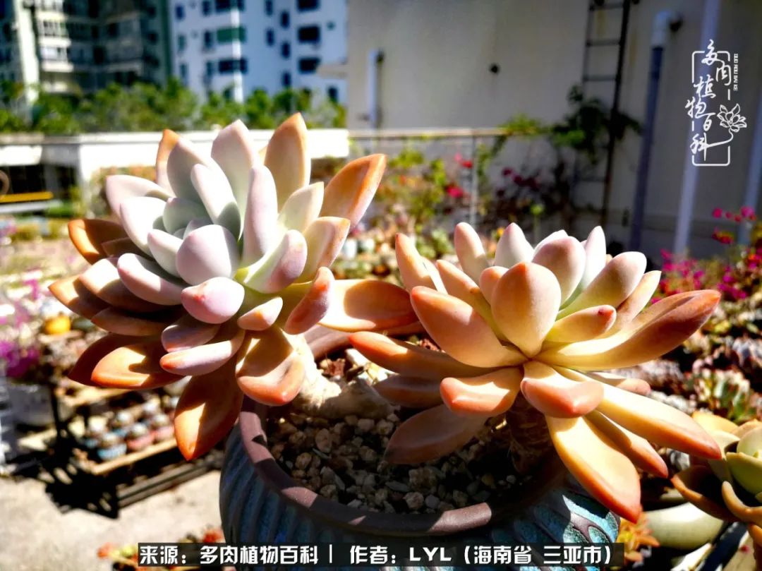 开挂区养多肉,非开挂区怎么把多肉养出状态