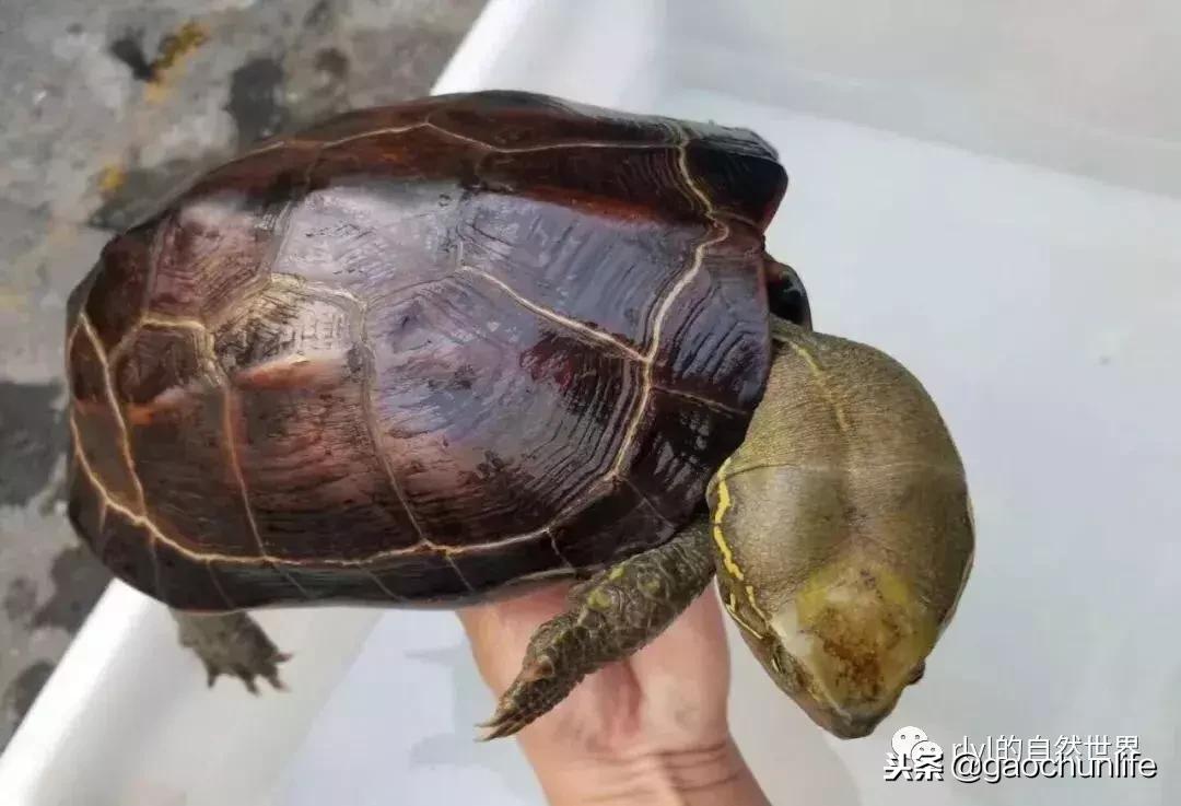 草龟难养,养草龟笔记