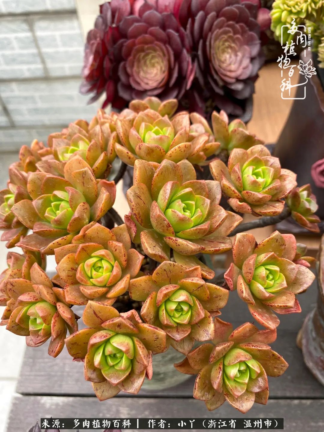 祖上无院家里无矿,一腔浪漫情怀付诸楼顶造花