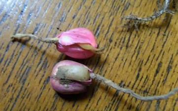 遇到肥料用多烧苗的补救方法,肥料使用过度怎么办