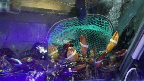 稻香“疯狂海鲜节”，1元得鲍鱼