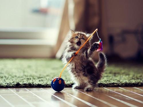 猫咪晚上太活跃怎么办,猫咪晚上总闹腾怎么办